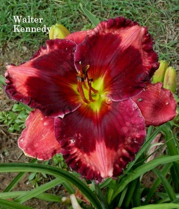 walter kennedy good
